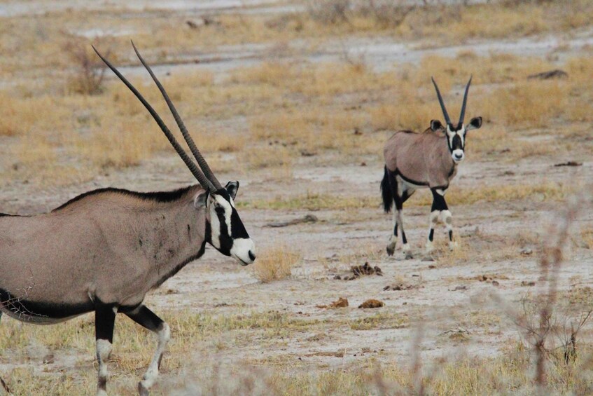 Two antelopes in a dry grassland with sparse vegetation. 4