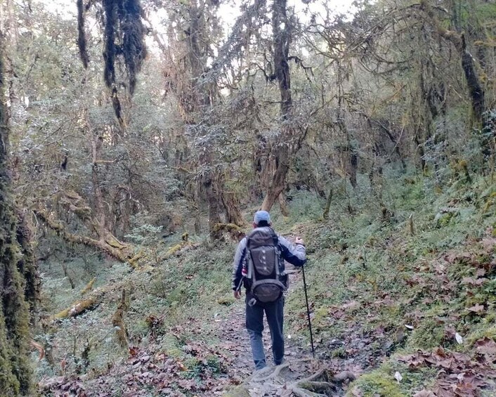 A hiker walking through a forested area with dense trees and underbrush. 5