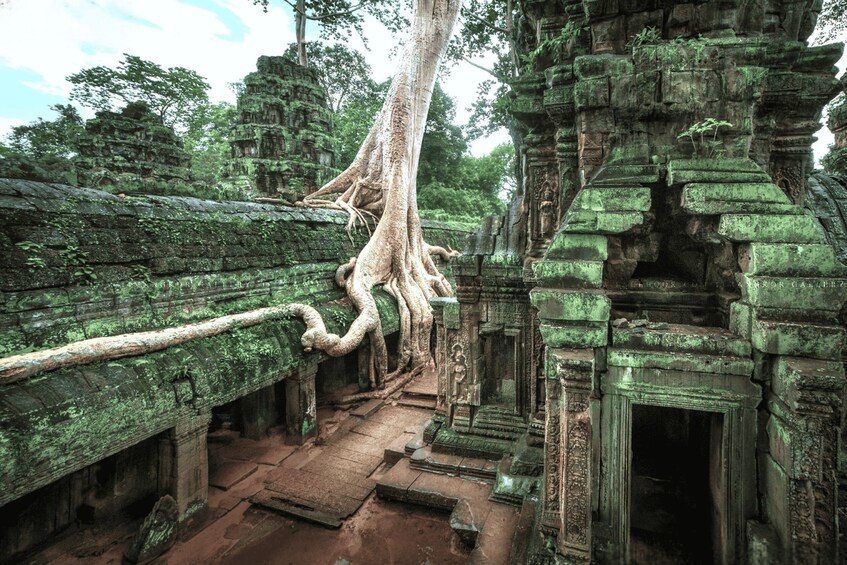 Ancient stone architecture with a large tree growing through it. 1