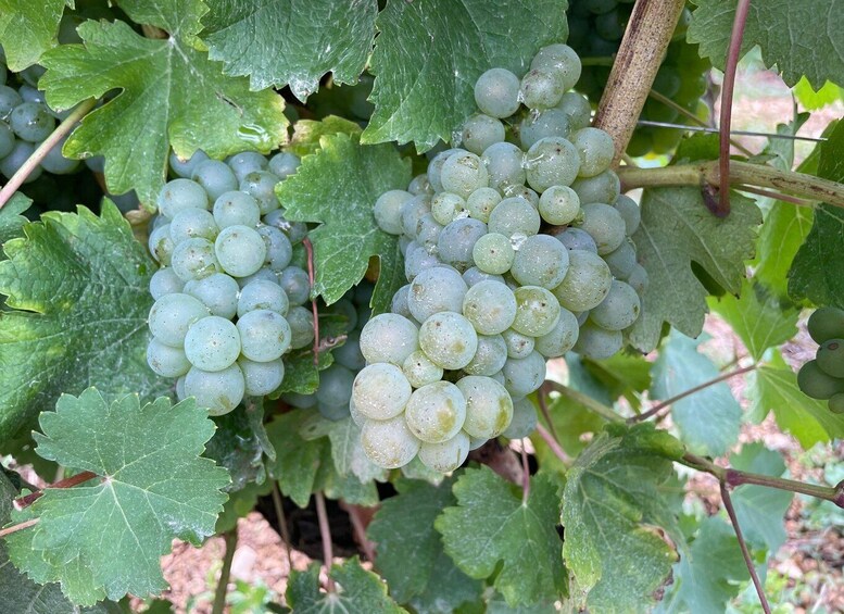 Clusters of green grapes on a vine with large leaves. 4