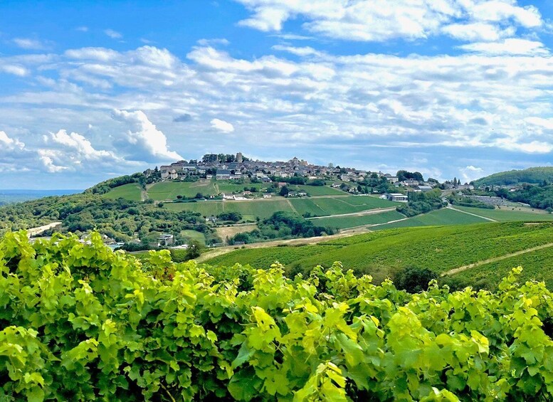 A vineyard with rows of grapevines, a hilltop town with historic buildings, and a clear blue sky. 5