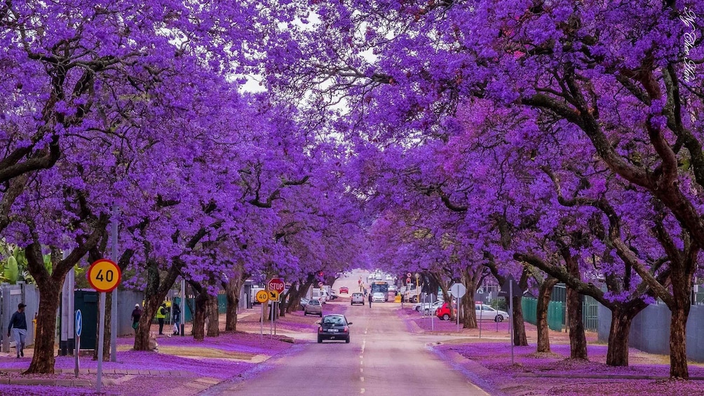 A street lined with purple flowering trees, a speed limit sign of 40, and parked cars. 1