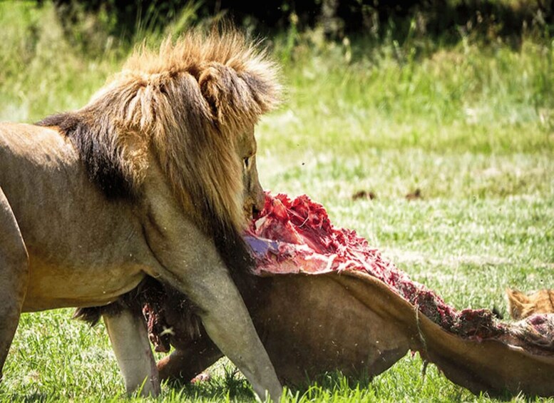 A lion eating a carcass in a grassy field. 5