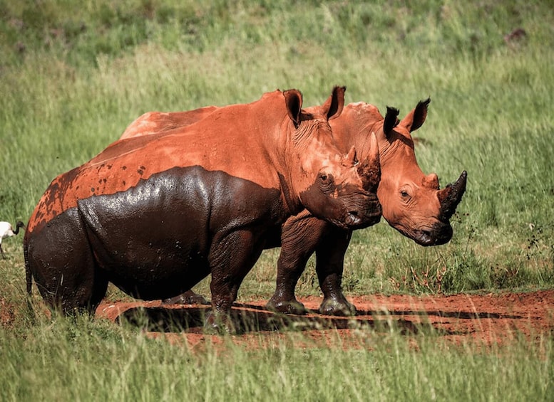 A rhinoceros with a partially blackened body standing in a grassy field. 2