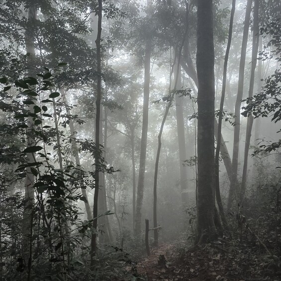 A dense forest with tall trees and a misty atmosphere. 5