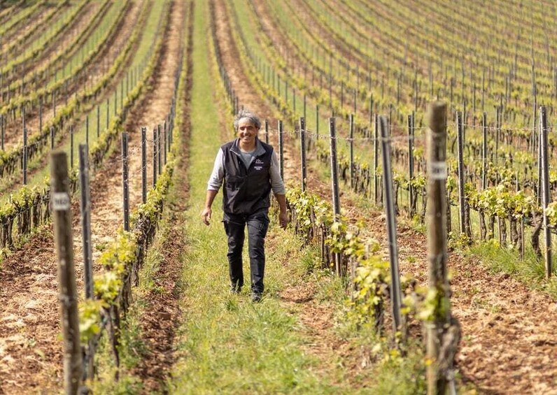 A vineyard with rows of grapevines and a person walking through. 2
