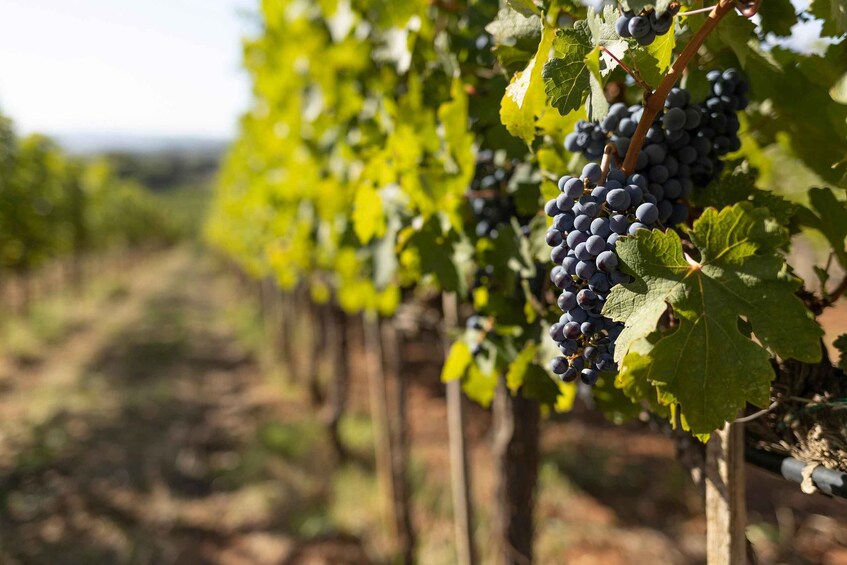 A vineyard with rows of grapevines bearing clusters of dark grapes. 5