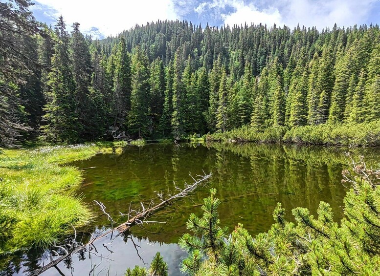 A serene lake surrounded by dense coniferous forest. 4