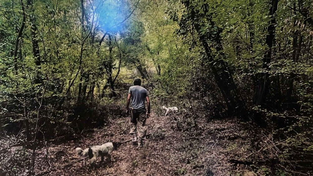 Picture 4 for Activity Tuscany: Truffle Hunting Experience with Tasting 2