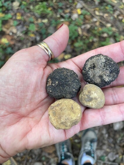 A hand holding four rocks of varying sizes and textures. 4