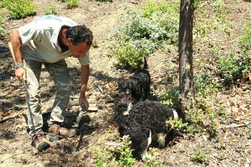 A person in camouflage pants and a light shirt bending over a dog in a natural, wooded area with sparse vegetation and a tree trunk. 5