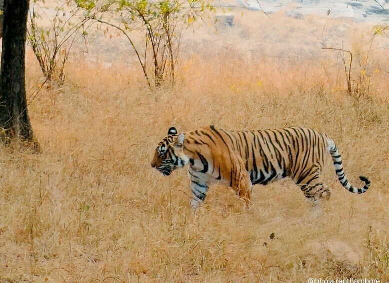 A tiger walking through a dry grassland with sparse trees. 3