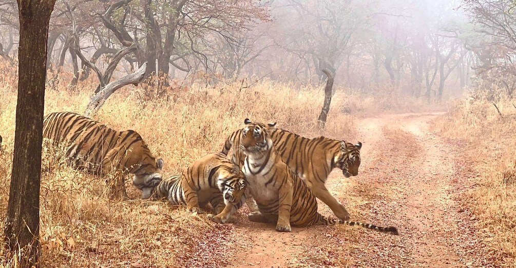 A dirt path with three tigers in a dry, wooded area. 4