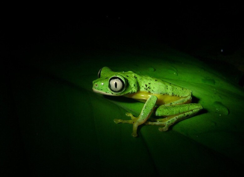 A green frog with large eyes on a dark background. 1
