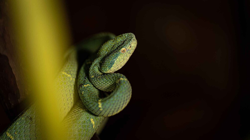 A green snake coiled on a branch. 3