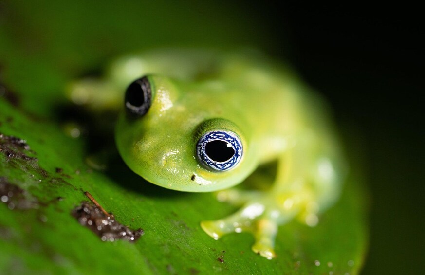 A close-up of a green frog with large, prominent eyes on a leaf. 2