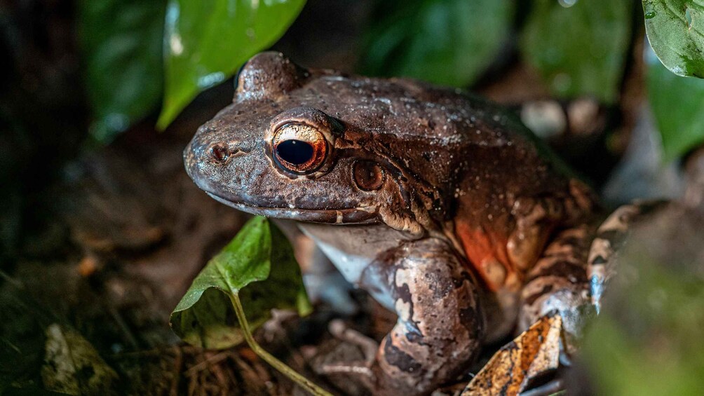 A frog on a leaf. 5