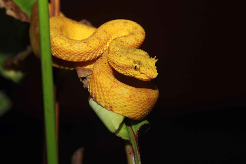 A yellow snake coiled around a green plant stem. 4