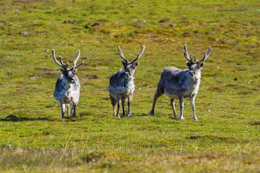 Three reindeer standing in a grassy field. 3