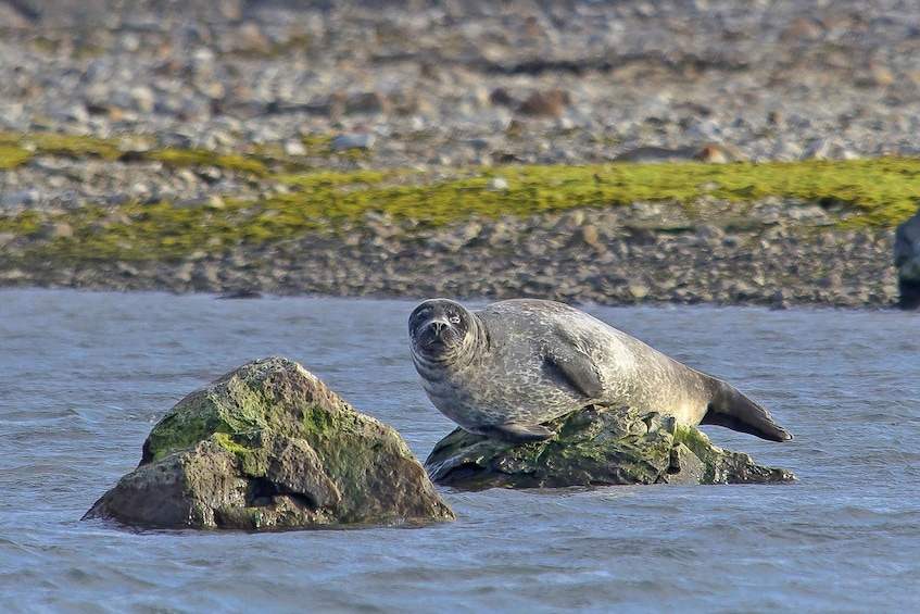 A seal resting on a rock in a body of water with a rocky shoreline in the background. 2