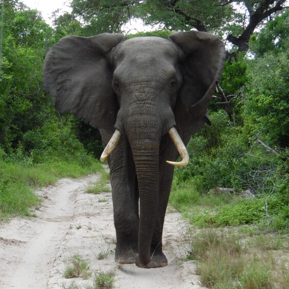 An elephant walking on a dirt path surrounded by greenery. 2