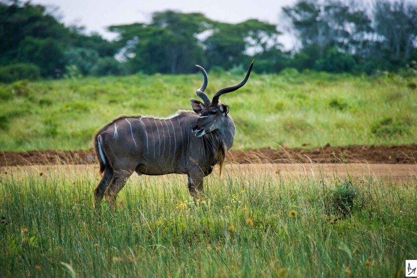 A kudu antelope in a grassy field with trees in the background. 5