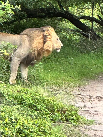 A lion standing by a roadside in a grassy area with trees in the background. 3