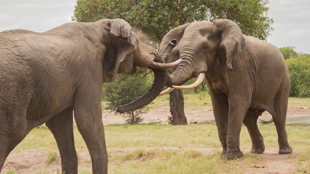 Two elephants in a grassy area with trees in the background. 1