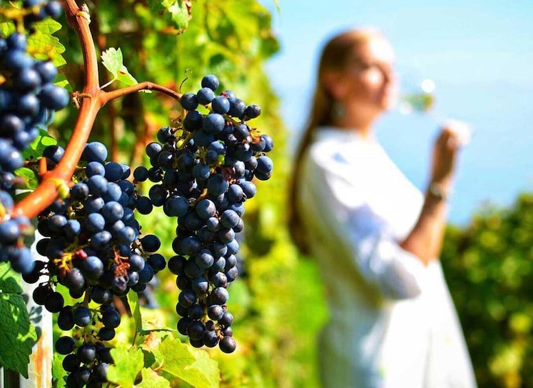 A vineyard with ripe dark grapes and a person in the background. 3