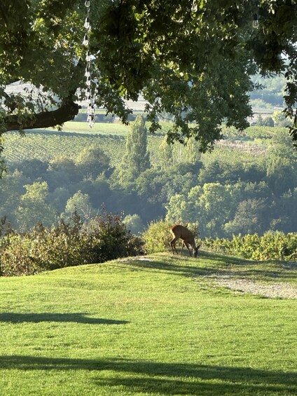 A deer grazing in a grassy field with trees in the background. 3