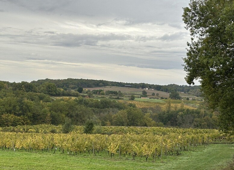 A vineyard with rows of grapevines under a cloudy sky. 5