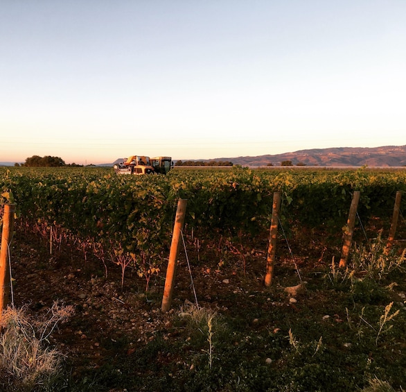A vineyard with rows of grapevines and a combine harvester in the background. 2