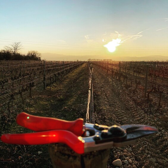 A vineyard with rows of grapevines and a pair of pruning shears in the foreground. 4
