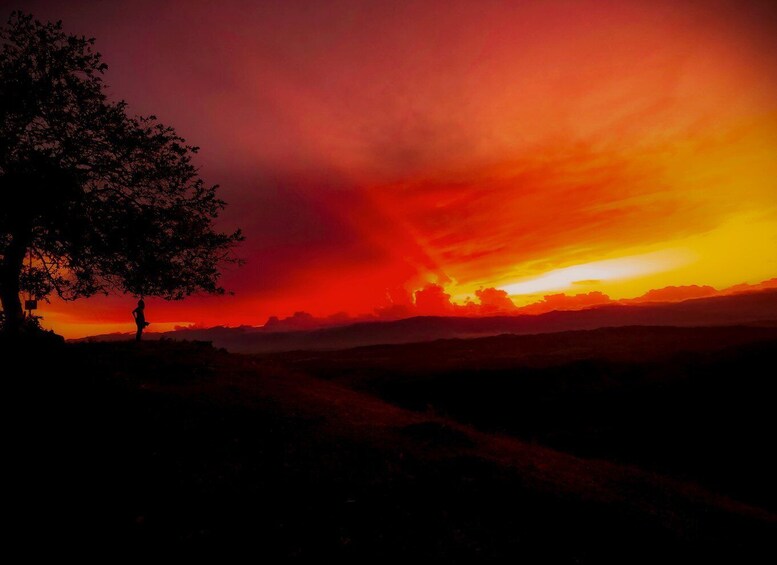 A silhouette of a person standing under a tree with a vibrant sunset in the background. 1