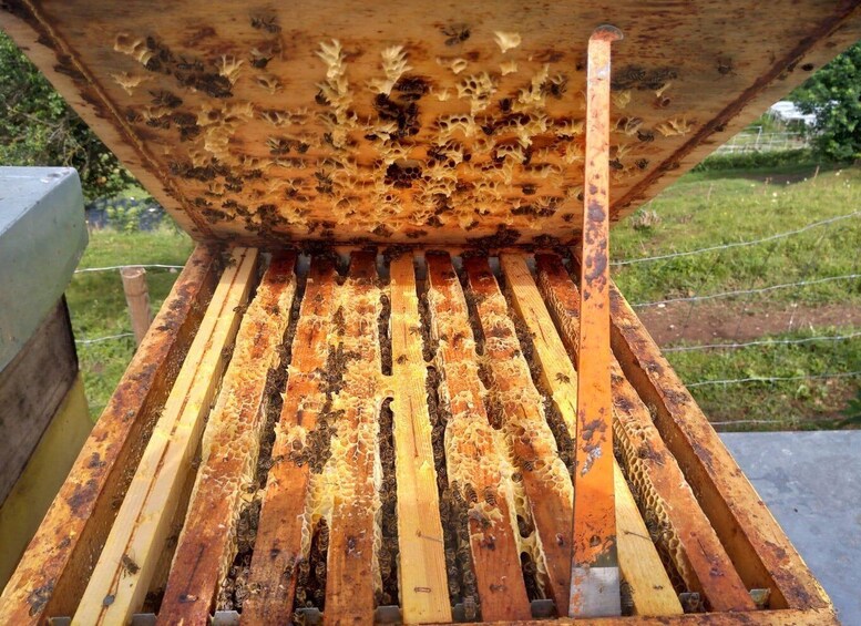 A beehive with honeycomb and bees on wooden frames. 3