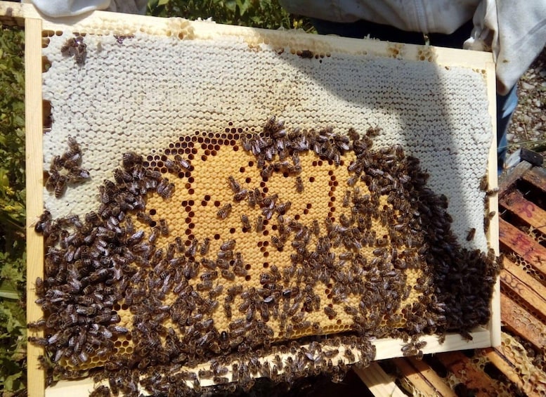 A beehive with a honeycomb structure and bees. 2