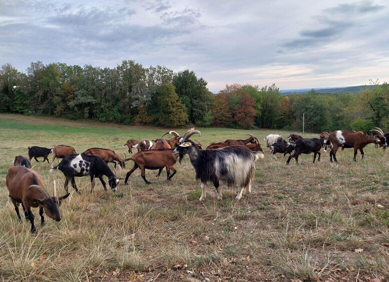 A herd of goats grazing in a grassy field with trees in the background. 3