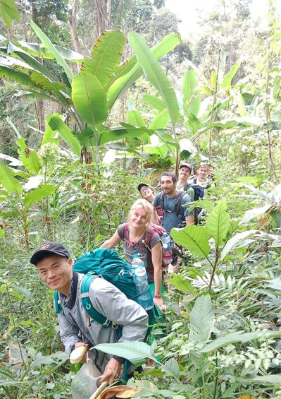 A group of hikers in a dense forest with large green leaves and trees. 3