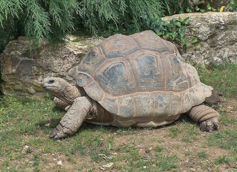 A tortoise on a grassy area with rocks and greenery in the background. 3