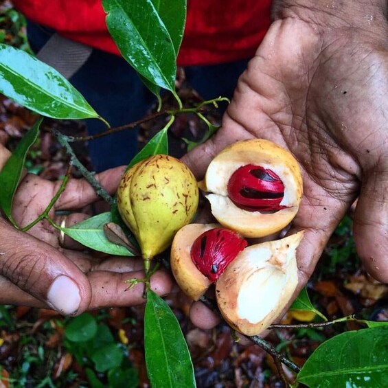 A person holding a guava fruit with a red seed, surrounded by green leaves. 5