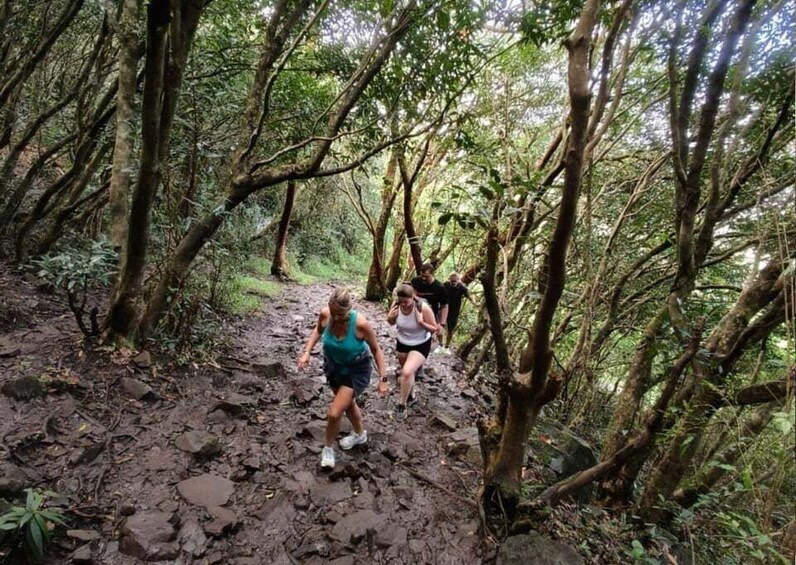 People hiking on a rocky trail in a dense forest. 3