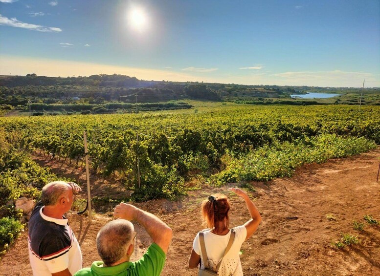 A vineyard with rows of grapevines under a clear sky. 1