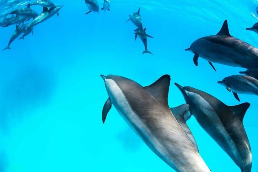 A group of dolphins swimming in clear blue water. 1
