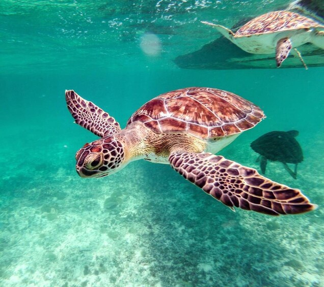 A sea turtle swimming underwater. 2