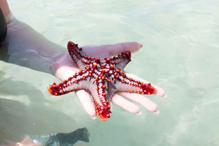 A hand holding a starfish with red and white patterns. 3