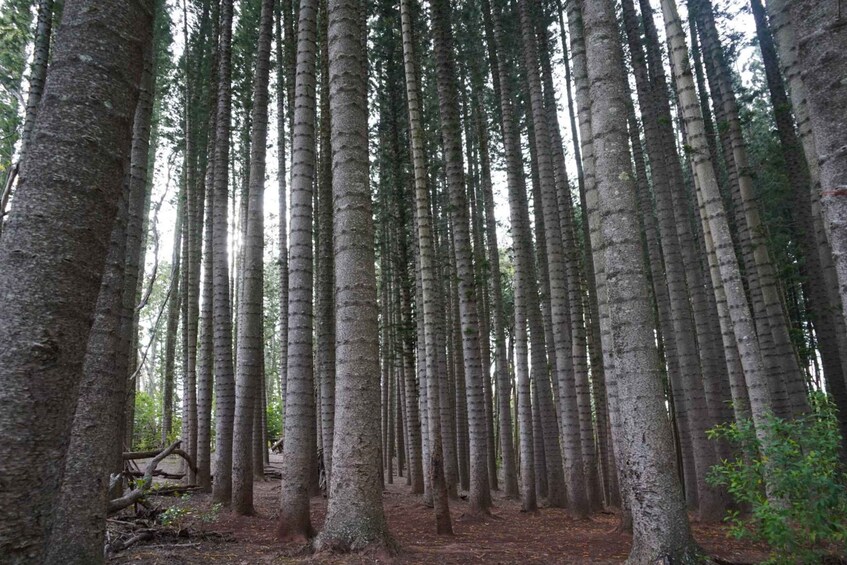 A dense forest of tall, slender trees with a ground covered in fallen leaves. 4
