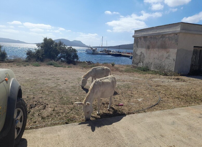 Two white goats grazing on a dry field with a boat docked in the background and a building to the right. 2