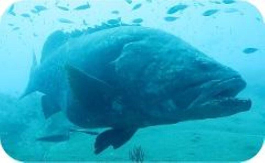 A large fish swimming underwater. 2