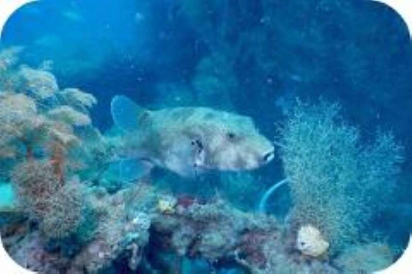 A shark swimming near a coral reef. 3