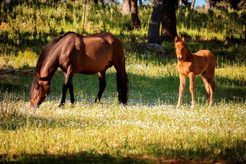 A brown horse grazing in a field with a foal nearby. 2
